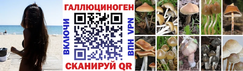 кракен зеркало  купить   Алзамай  Псилоцибиновые грибы прущие грибы 